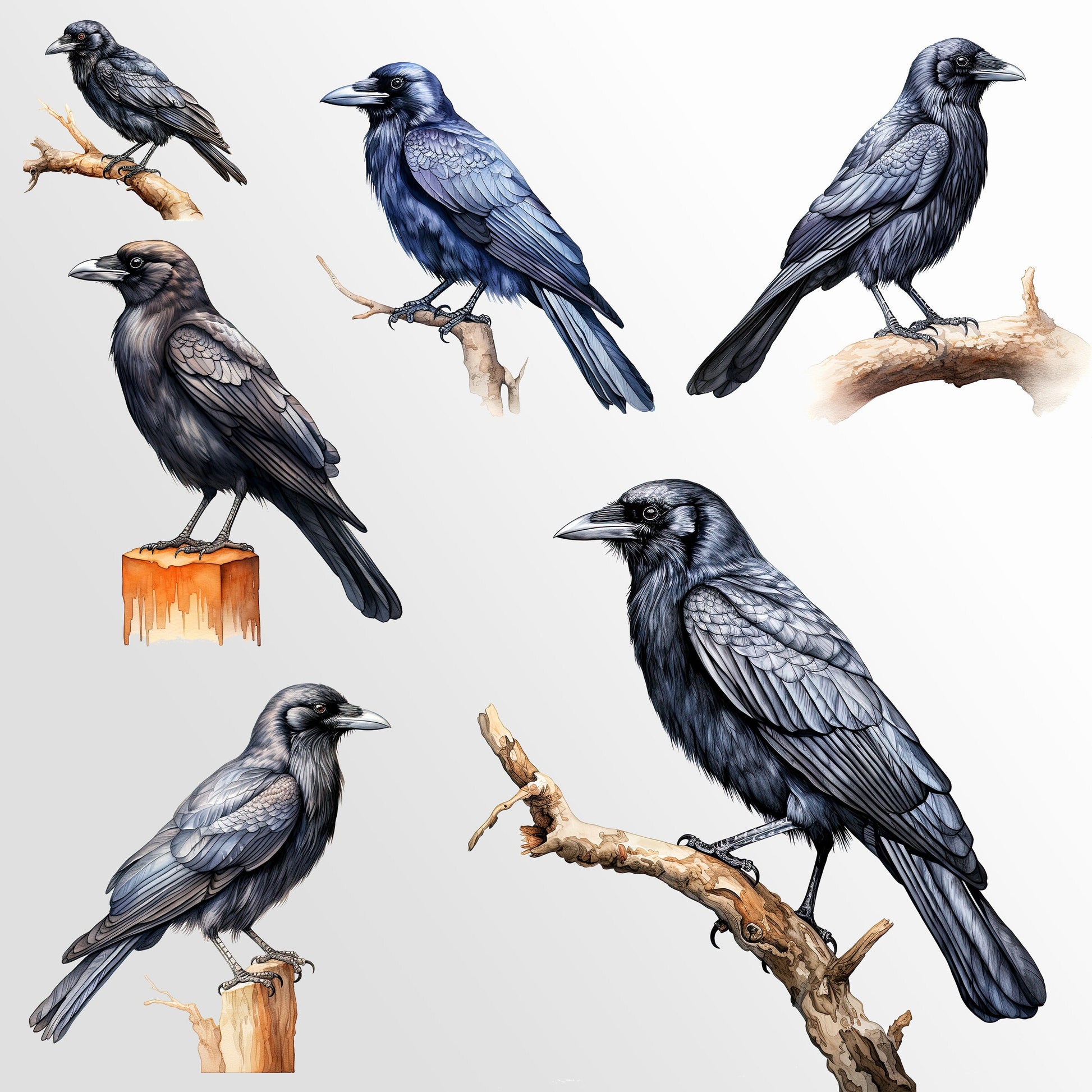 30 Crows Clipart Bundle: Halloween Art for Crafts and Decor | PNG Bundle | Digital Download | Sublimation Designs| Ephemera for Junk Journal
